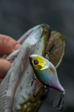 Berkley DEX Ripper 15 Berkley DEX Ripper -Berkley 1572667r 7