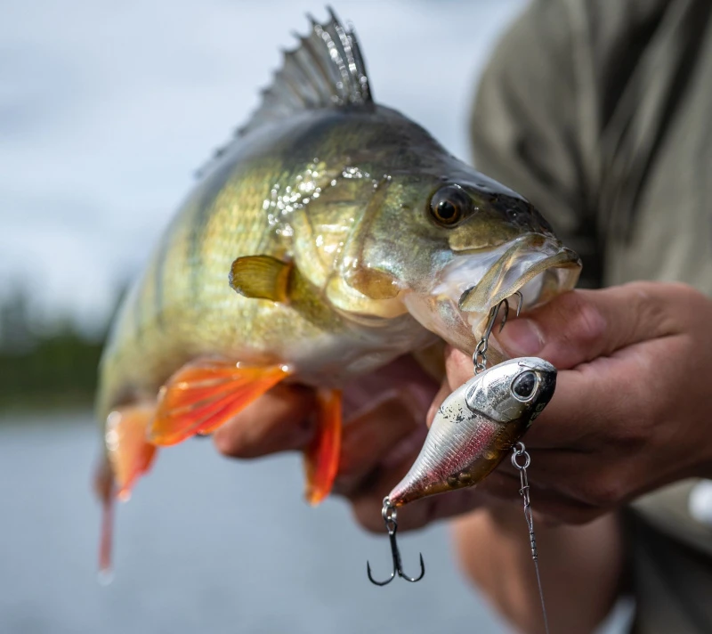 Berkley DEX Ripper 8 Berkley DEX Ripper - Afbeelding 8