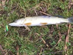 Berkley Whiplash Crystal 8 -Berkley 6564